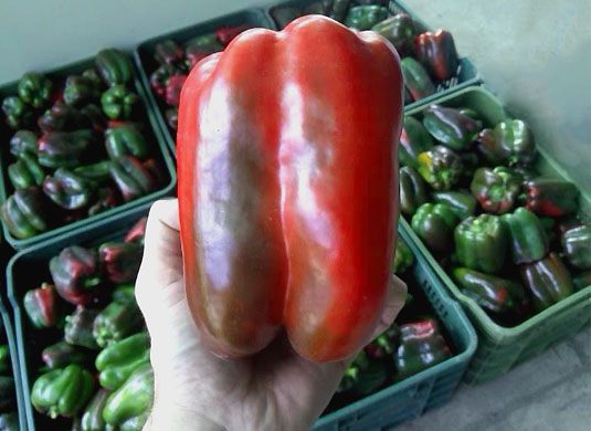 Peliculas para invernaderos