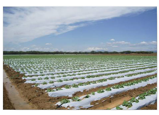 Acolchados para suelos